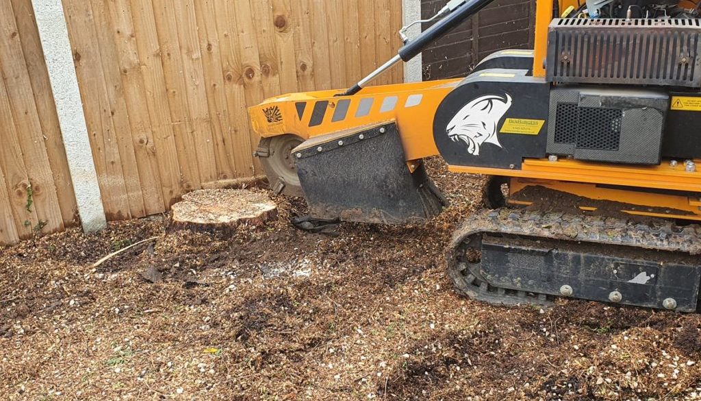 Tree stump grinding at Great Finborough, near Stowmarket, Suffolk. Grinding out a couple of conifer tree stumps to make ...