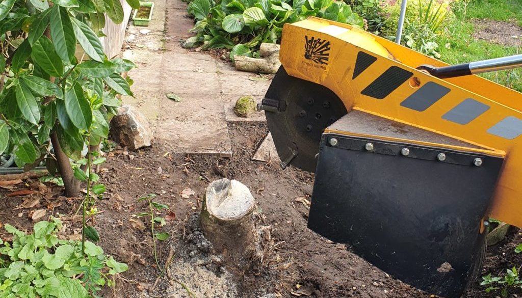 Tree stump grinding at Little Downham, Newmarket, Suffolk. Grinding out a Holly tree stump to make way for a new water m...