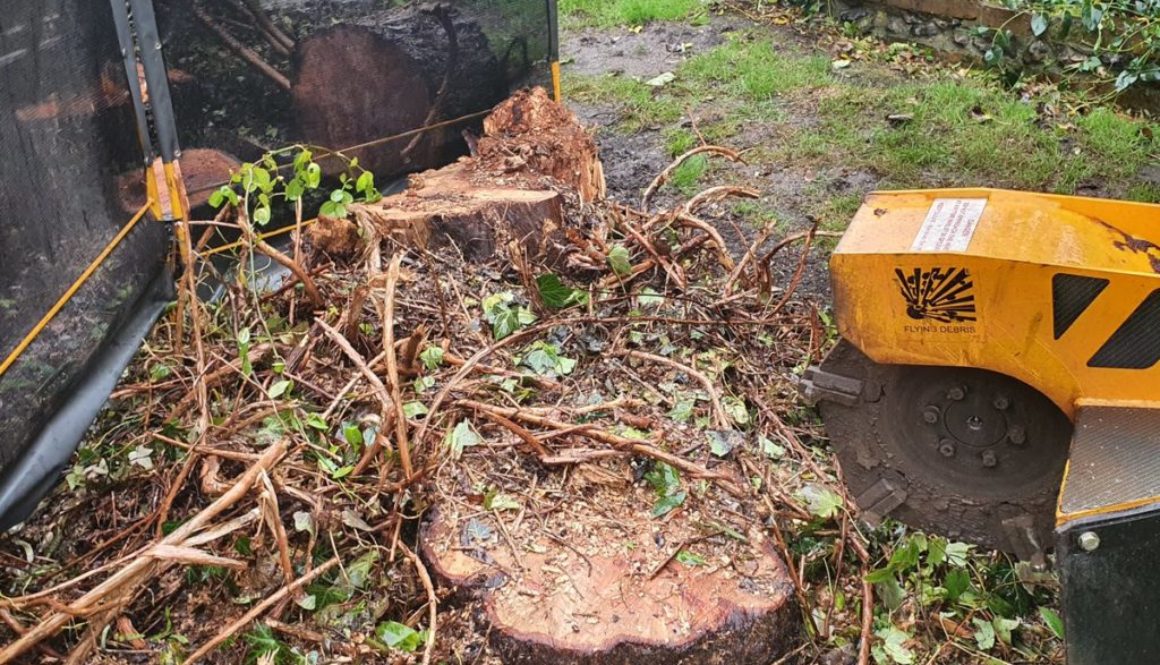 Tree stump grinding at Wethersfield near Hedingham, Essex. This is a large willow tree stump that I recently ground out,...
