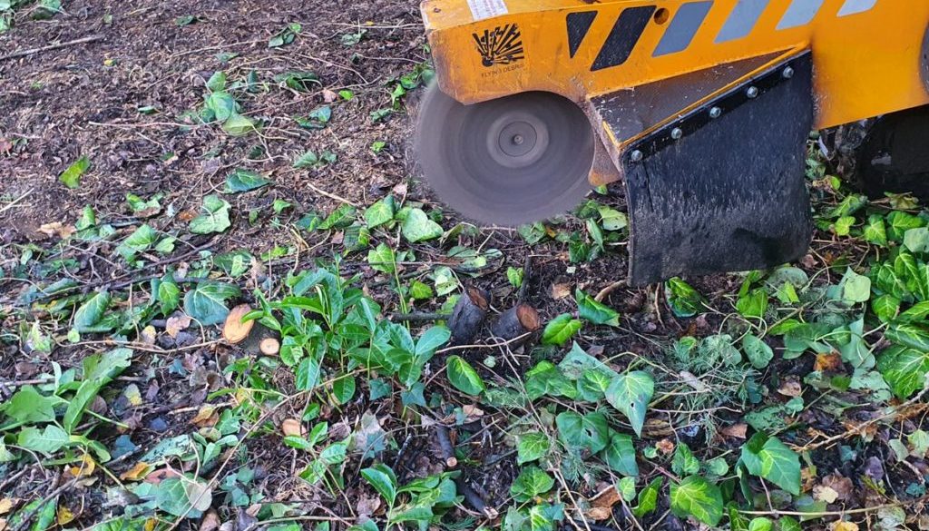 Tree stump grinding in Felsted, near Dunmow, Essex. In the photographs, I was grinding mainly conifer stumps as they wer...