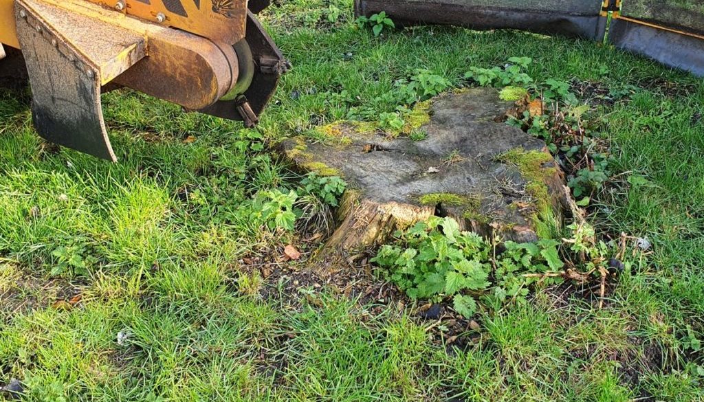 Tree stump grinding in Great Dunmow, Essex. Removing a large diameter Poplar tree stump in the centre of a lawn. The are...