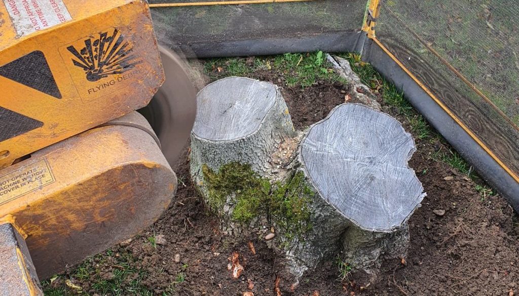 Tree stump grinding in Whepstead, near Bury St Edmunds, Suffolk. Removing a variety of tree stumps in a lawn, despite th...