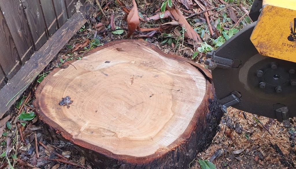 Tree stump grinding a large eucalyptus tree stump in Springfield, near Chelmsford, Essex. Unfortunately this eucalyptus ...