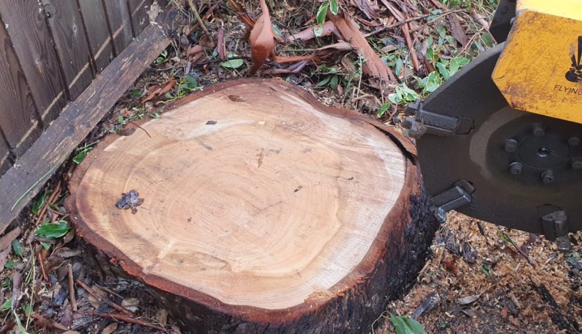 Tree stump grinding a large eucalyptus tree stump in Springfield, near Chelmsford, Essex. Unfortunately this eucalyptus ...