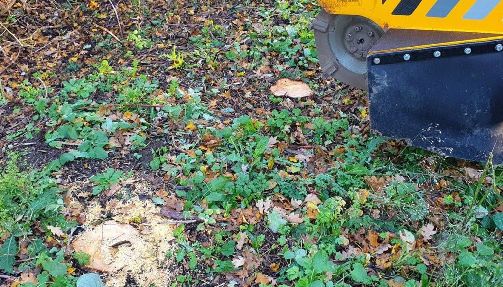 Tree stump grinding at Sewards End, near Saffron Walden, Essex. Removing a row of conifers in preparation to replant a n...