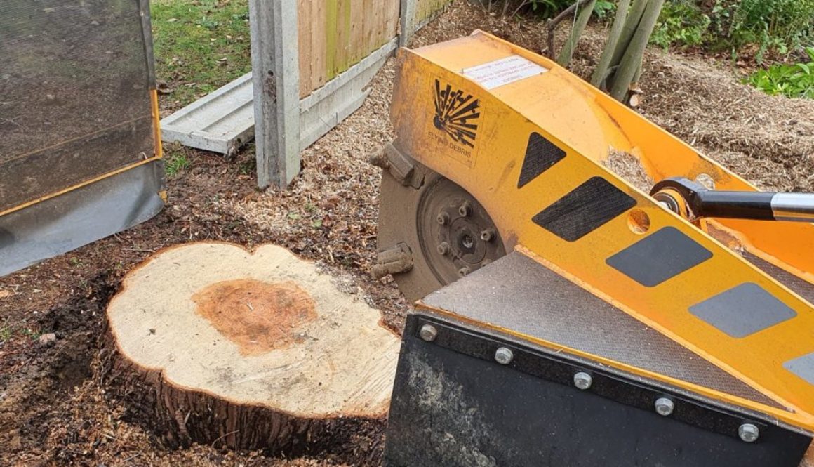 Tree stump grinding in Billericay, near Chelmsford, Essex, I have removed 8 stumps of different types of trees.
#treestu...