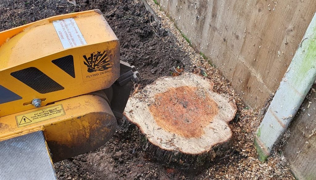 Tree stump grinding in Braintree, Essex. Four large conifer stump's to be removed. The conifers were literally taking up...