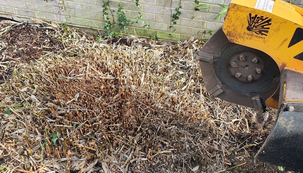 Tree stump grinding in Chelmsford, Essex. Recently removing a large clump of bamboo, the bamboo root was literally groun...