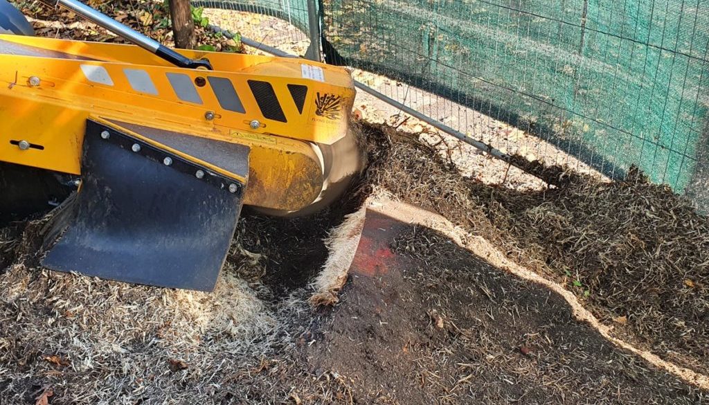 Tree stump grinding in Trumpington, near Cambridge. There were a number of various tree stumps ground out to make way fo...