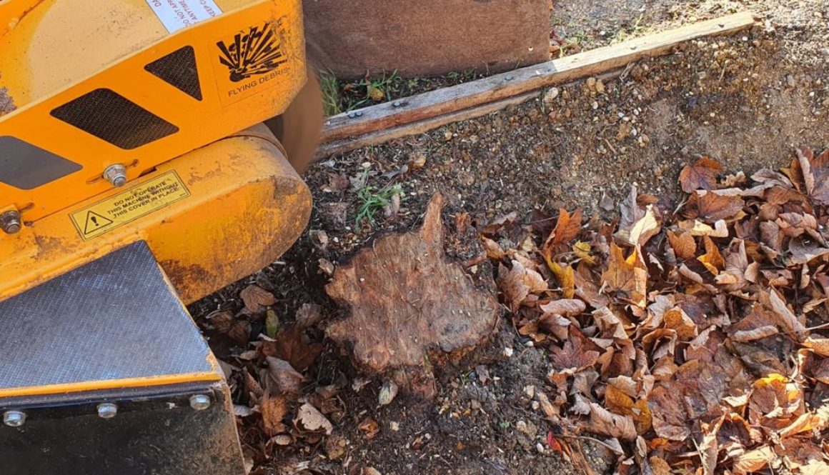 Tree stump grinding near Bishops Stortford, Essex. Removing a row of four conifer tree stumps in preparation to replant ...