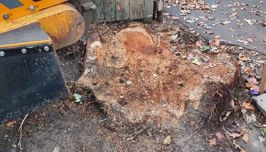 Tree stump grinding near Ongar, Essex. This tree stump had been partially ground out by a tree surgeon with a small grin...