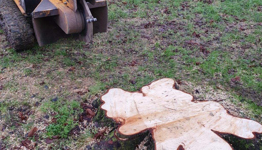 Grinding two large tree stumps at RobinHood End, near Stambourne, Halstead, Essex. These two tree stumps were close to e...