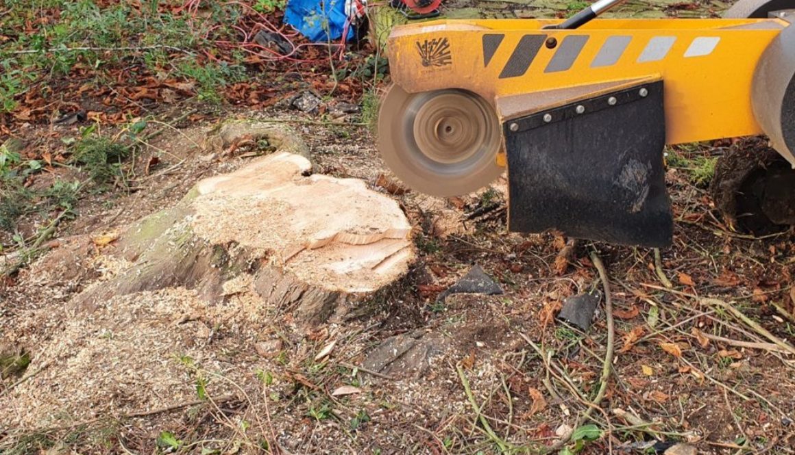 Recently removing tree stumps at Boreham, near Chelmsford, Essex. Here I am removing three conifer tree stumps in prepar...