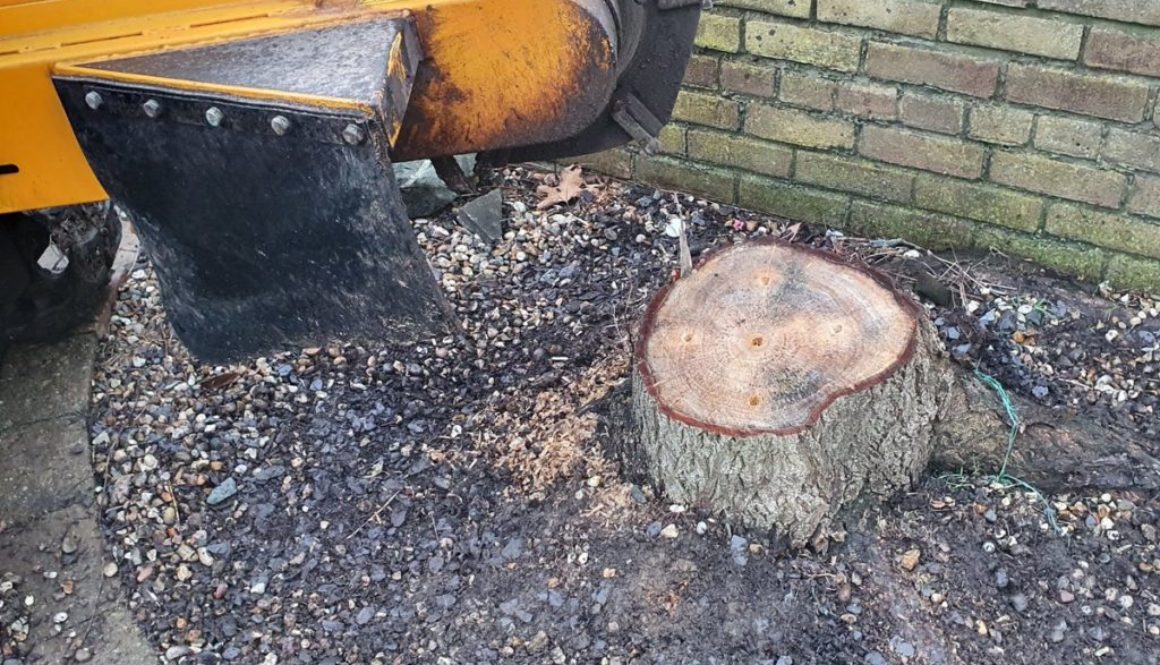 Tree stump grinding near Theydon Mount, near Epping, Essex. Removing one willow stump that was lifting the block paving....