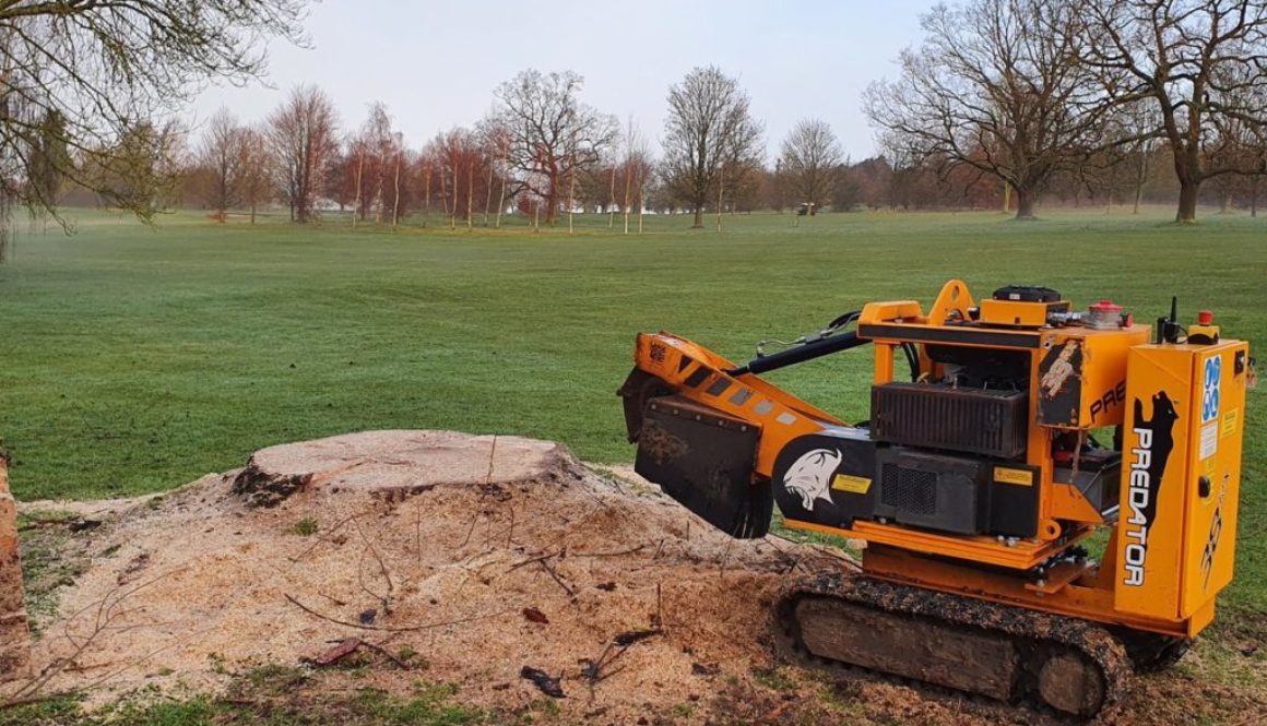 Grinding out a large willow tree stump at Saffron Walden, Essex. The willow tree stump was approximately 6 feet across w...