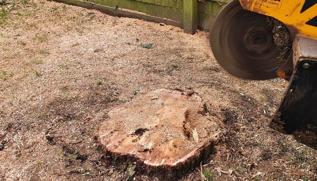 Tree stump grinding at Bardfield Saling, near Stebbing, Dunmow, Essex. There were a mixture of tree stumps, ranging from...