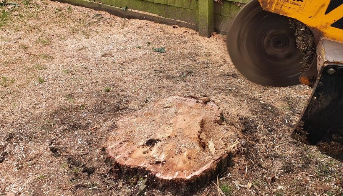Tree stump grinding at Bardfield Saling, near Stebbing, Dunmow, Essex. There were a mixture of tree stumps, ranging from...