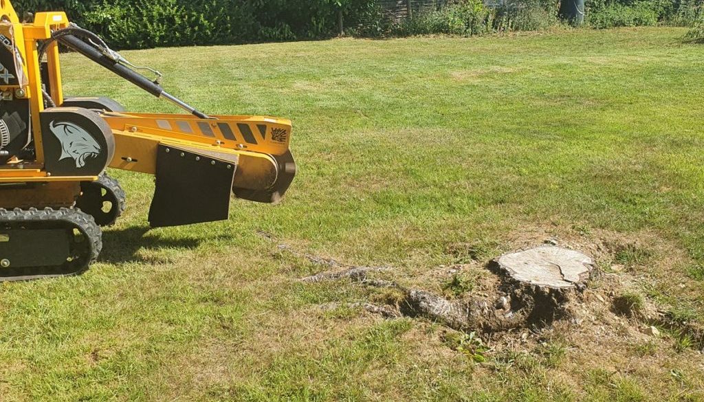 Tree stump grinding at Hitcham, Bildeston, near Stowmarket, Suffolk. There was a selection of stumps in the main lawn wh...