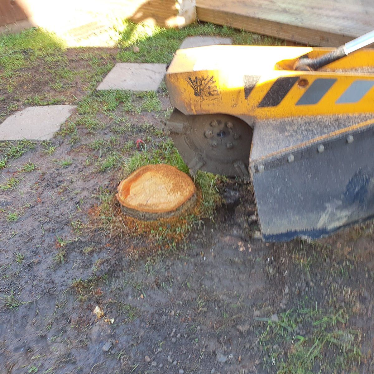 Tree stump grinding in Felixstowe, Suffolk. Here we had a cherry tree stump with several roots above ground level which ...