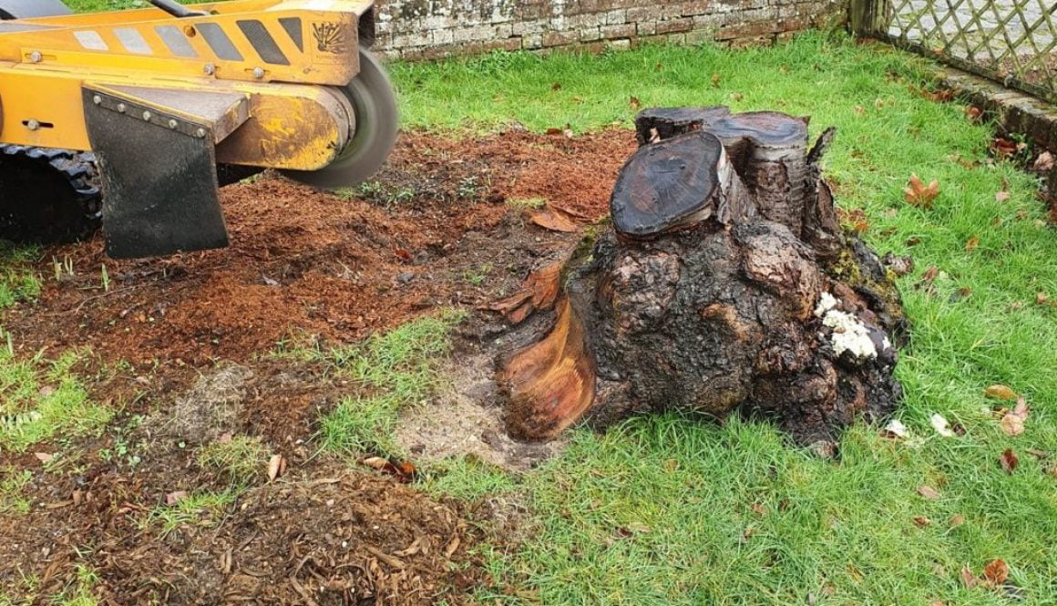 Tree stump grinding in Great Warley, near Brentwood, Essex. This was a large cherry tree stump, the various roots in the...