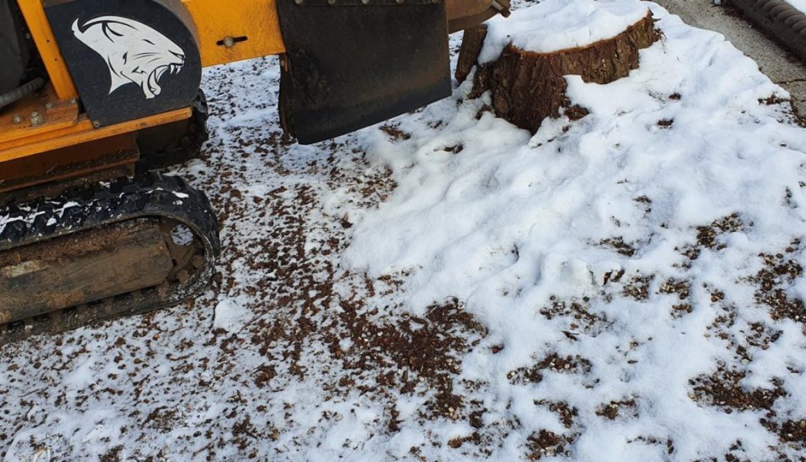 Tree stump grinding in the snow at Great Warley, near Brentwood, Essex. Removing four large conifer tree stumps, ready f...