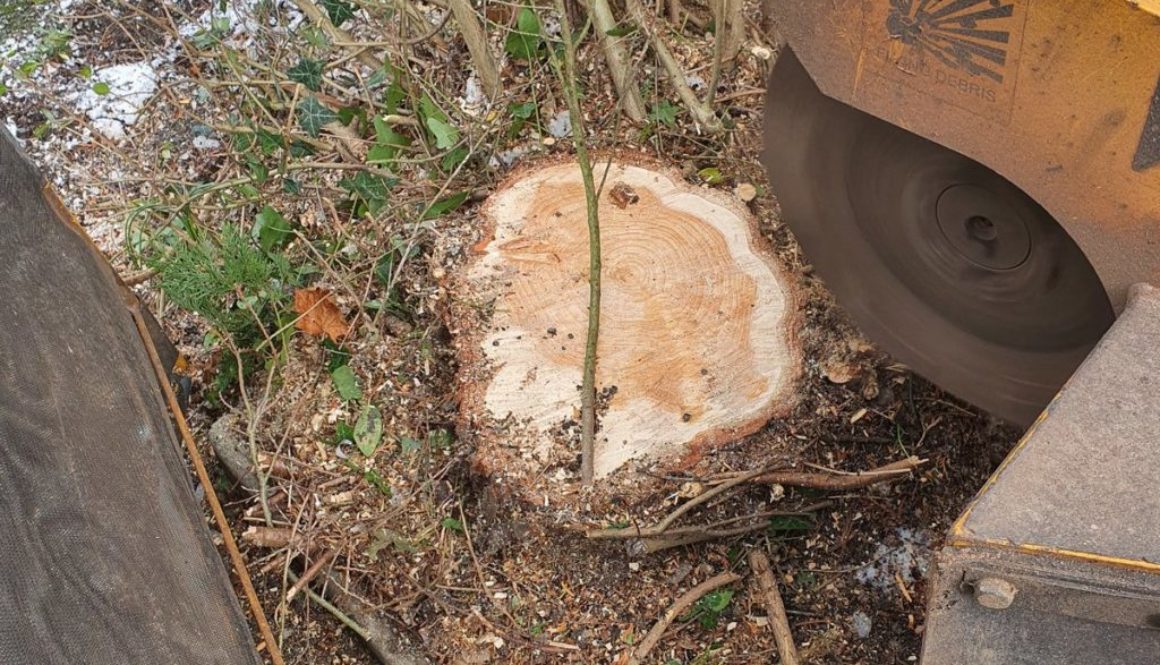 Tree stump grinding various tree stumps near Hutton, Brentwood, Essex. The tree stumps were removed in readiness for a d...