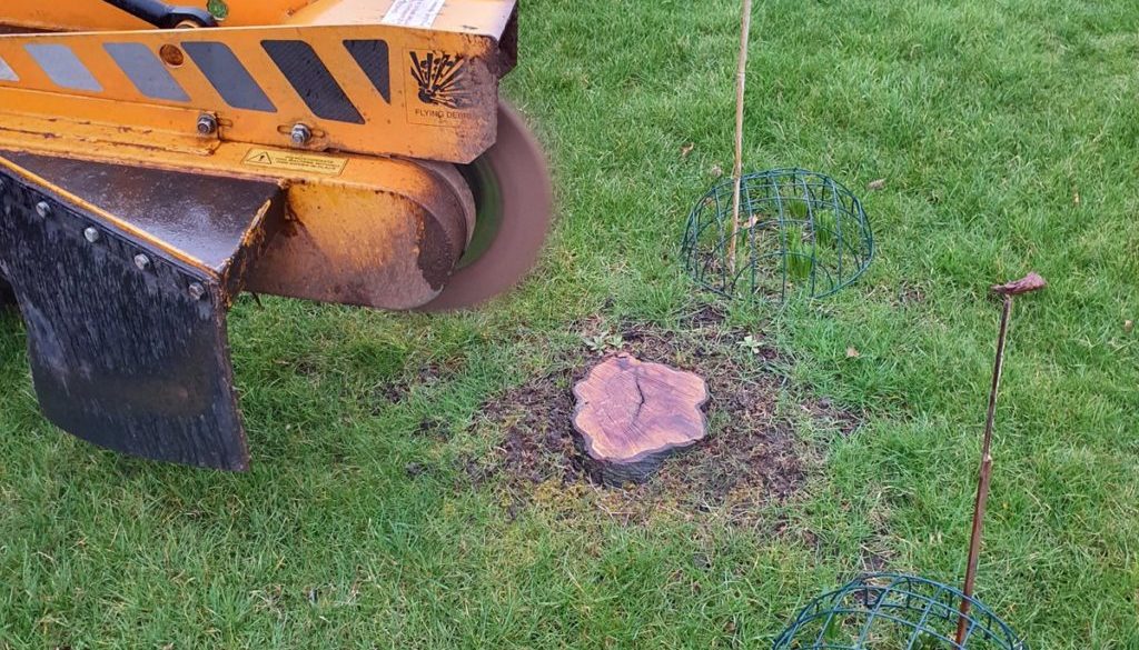 And yet another tree stump grinding job at Felsted, near Dunmow, Essex. This was a small but hard blackthorn stump which...