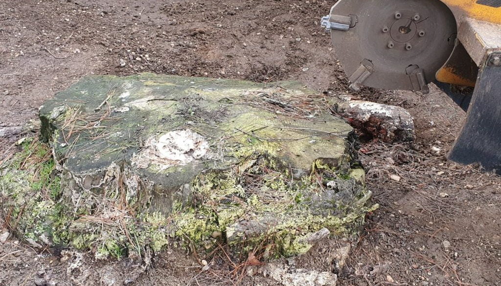 Tree stump grinding at Black Notley, near Braintree, Essex. The tree stump was a large Cedar tree stump approx 4 foot in...