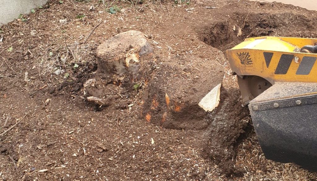 Tree stump grinding at Buntingford, Hertfordshire. There were a number of various tree stump's that needed removing in p...