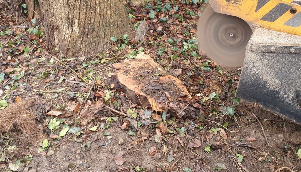 Tree stump grinding at Burrough Green, near Newmarket, Suffolk. Removing a mixture of tree stump's which needed to be re...