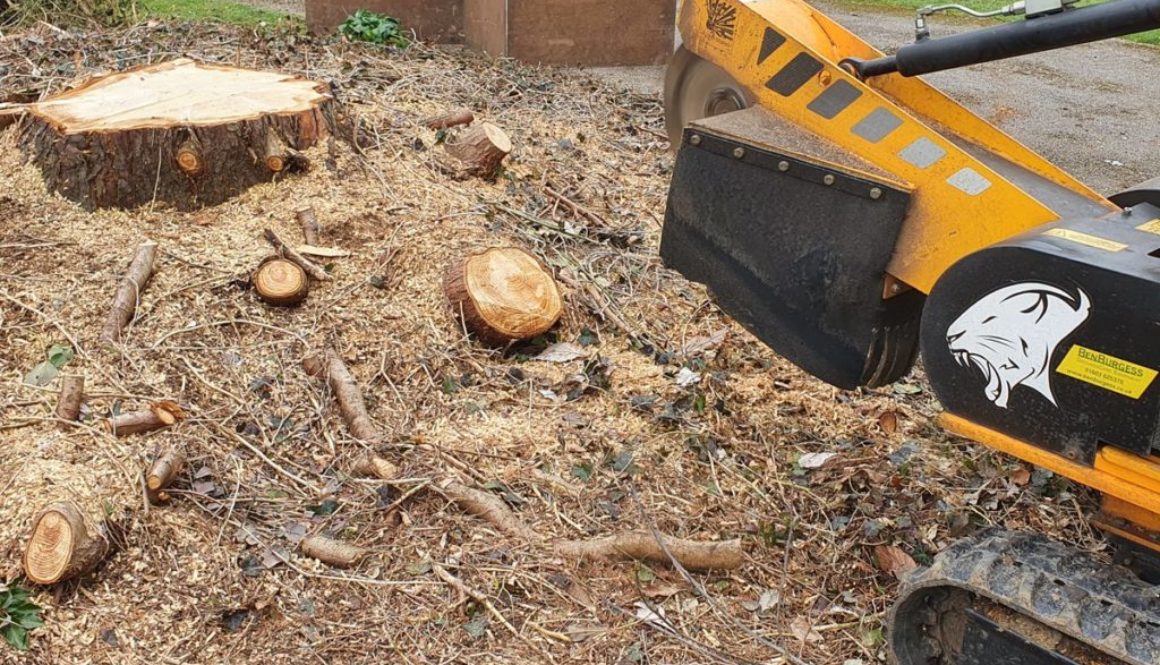 Tree stump grinding at Felsted, near Dunmow, Essex. This was a large, stump measuring about 4 feet across with various r...
