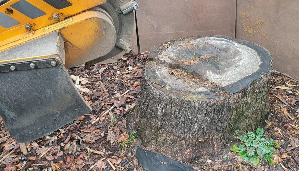 Tree stump grinding at Heybridge, near Maldon, Essex. This was quite a large cedar stump that needed removing in prepara...