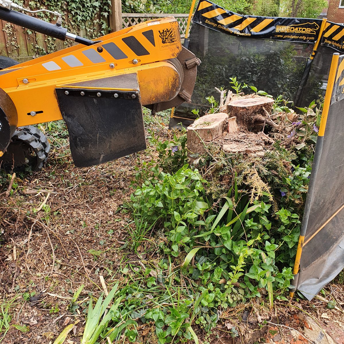 Tree stump grinding in Jaspers Green, Panfield, Braintree 