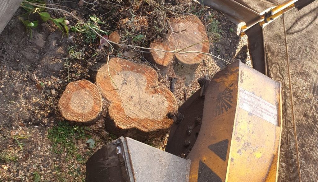 Grinding out a variety of tree stumps in Great Horkesley, Dedham, Colchester, Essex. The particular stumps were in the f...