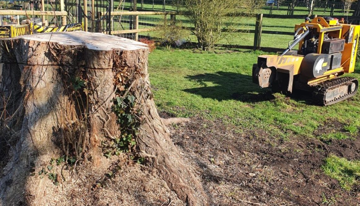 Stump grinding a large Poplar tree stump at Little Bardfield, Thaxted, Essex. The tree stump would have normally been cu...