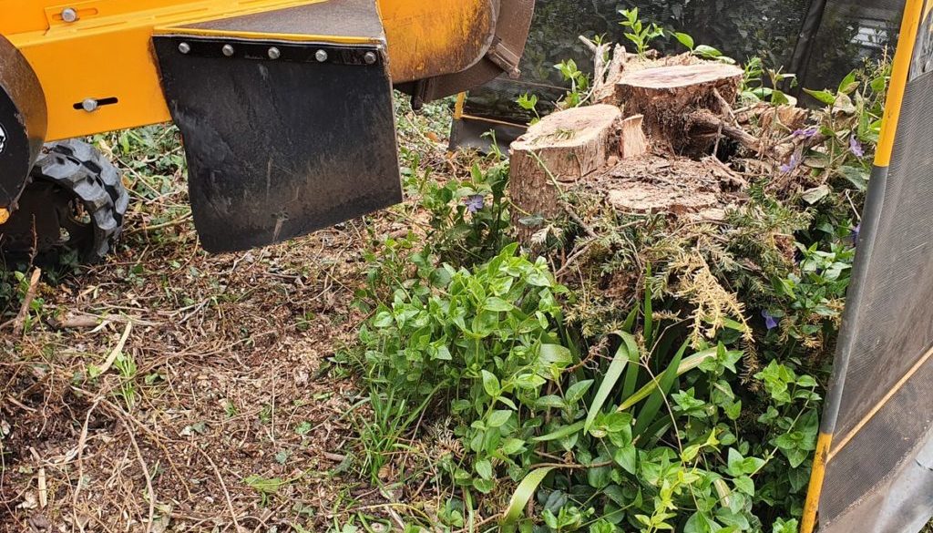 Tree stump grinding at Bocking, near Braintree Essex. Here we are grinding a large Yew tree stump in preparation for a d...