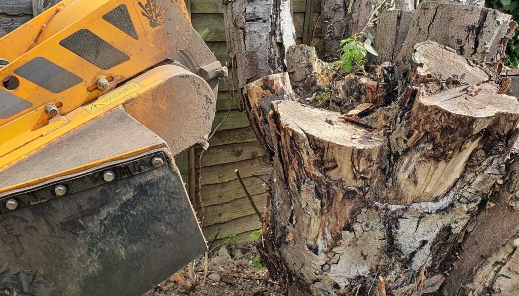 Tree stump grinding in Bishop's Stortford, Hertfordshire. This was a taller than normal tree stump, however, the stump g...