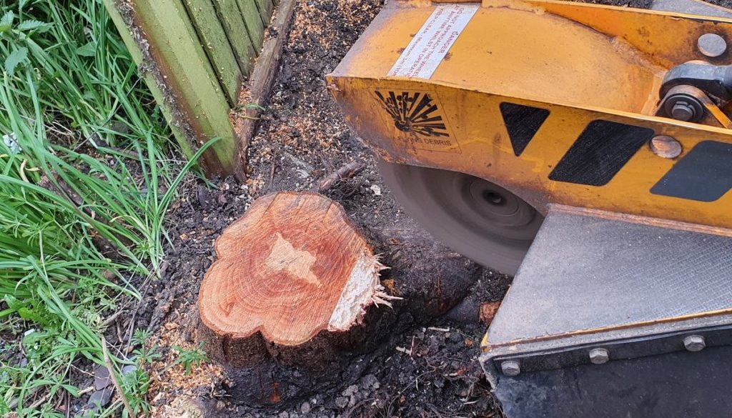 Tree stump grinding in Chelmsford, Essex. This prunus had grown on the fence boundary, time for the tree stump to be rem...