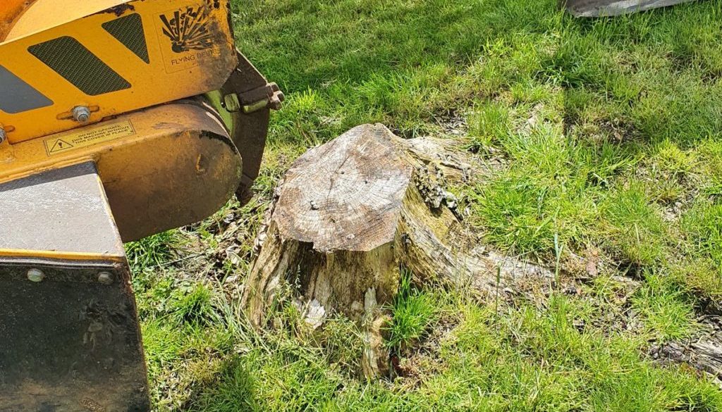 Tree stump grinding in Braintree, Essex. In this photograph, the tree stump was several years old and needed to be remov...