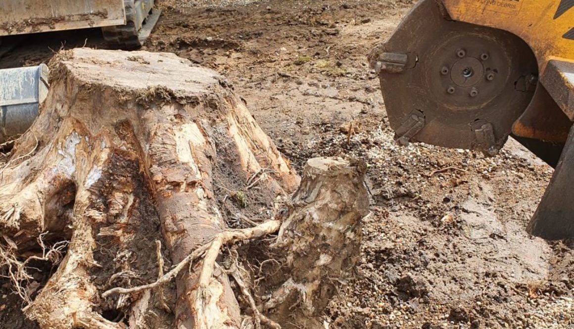 Grinding out tree stumps at Bishops Stortford, Herts. The tree stumps had already been removed with a large excavator, h...