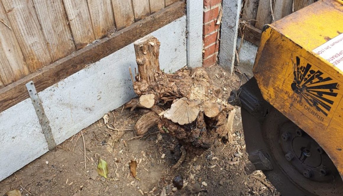 Tree stump grinding a Buddleia tree stump at Chelmer village, near Chelmsford, Essex. The Buddleia tree stump was remove...
