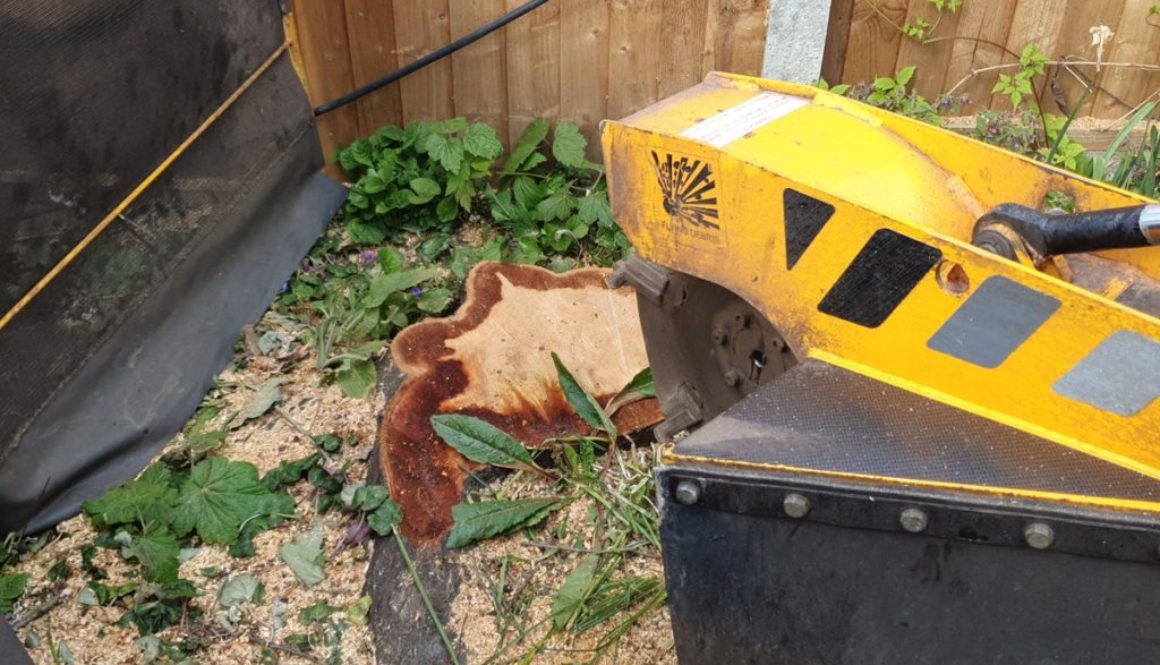 Tree stump grinding a cherry tree stump at Billericay, near Chelmsford, Essex. The cherry tree was becoming too large fo...