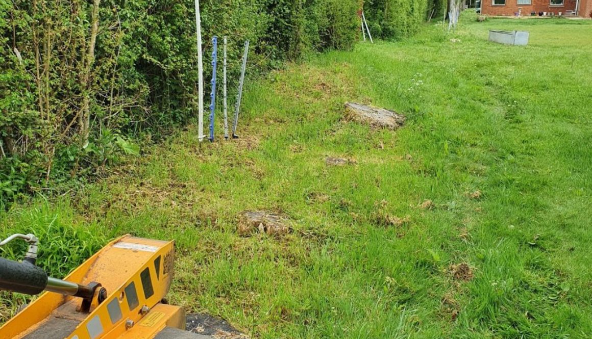 Tree stump grinding at Helion's Bumpstead, near Haverhill, Suffolk. The photograph shows a row of quite large conifers t...