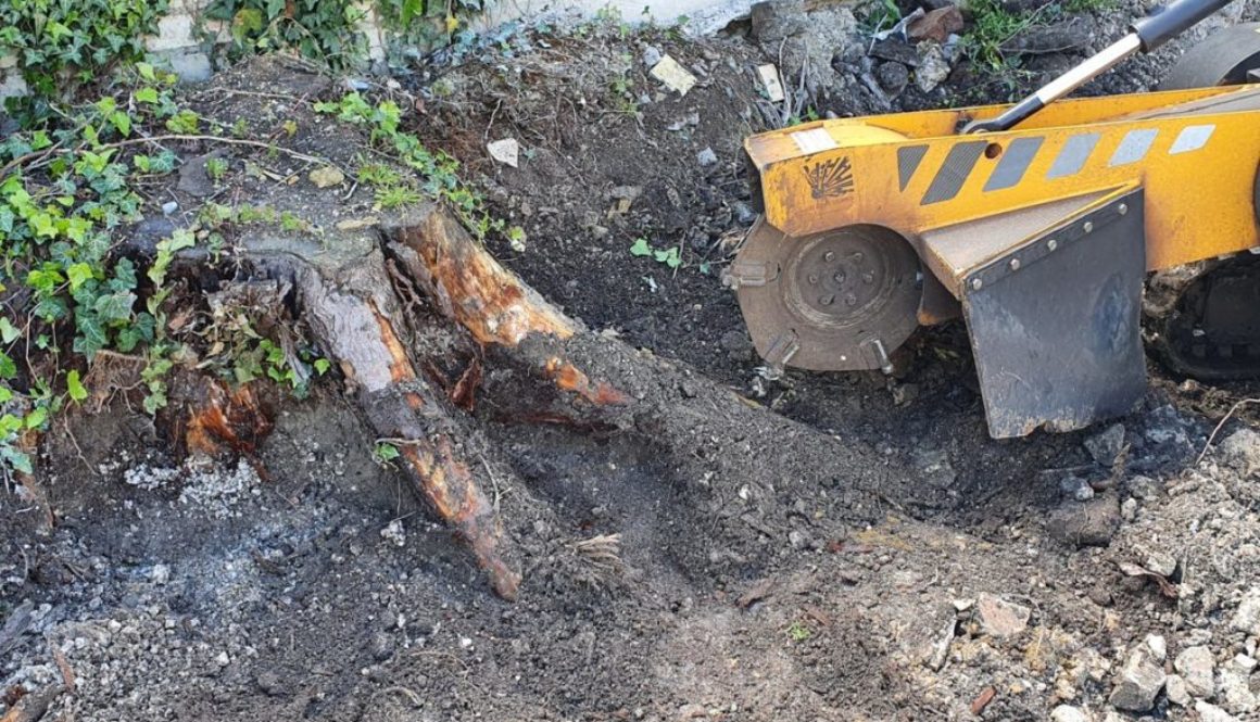 Tree stump grinding in Melbourne, near Royston, Hertfordshire. This was a large conifer stump that was close to a wall o...