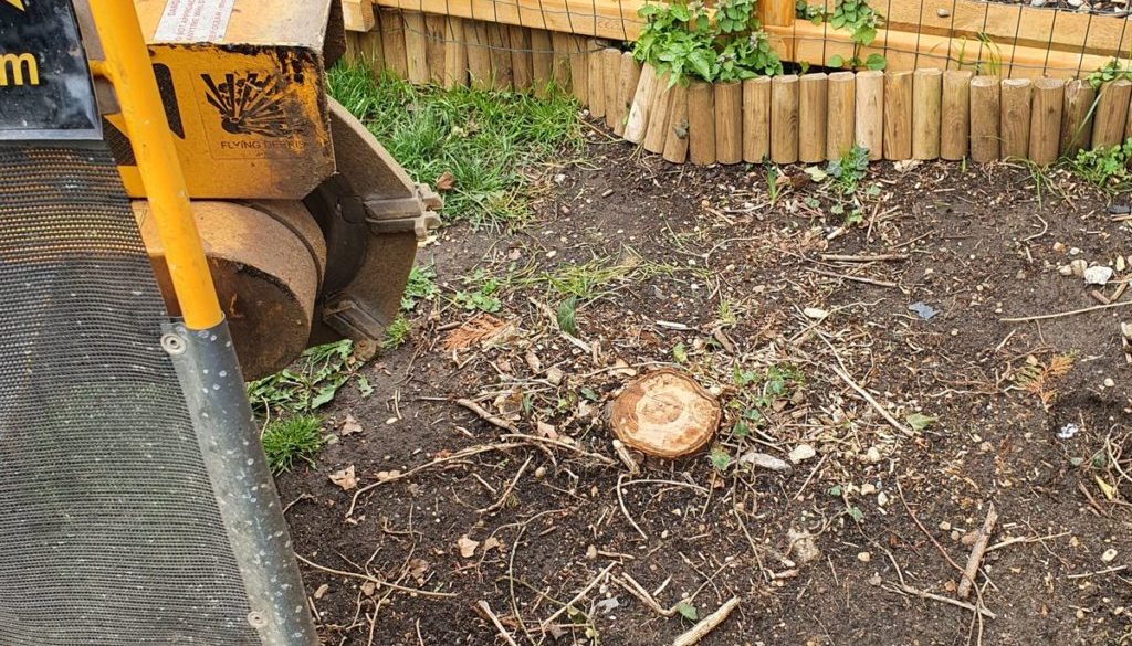 Tree stump grinding in Panfield, Braintree, Essex. In the photograph a row of conifer tree stumps were removed, the gard...