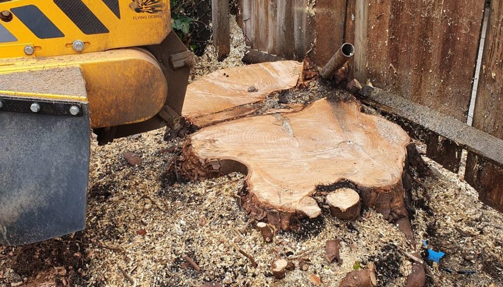 Tree stump grinding a sycamore tree stump, near Lavenham, Sudbury, Suffolk. Another tree stump with a scaffold pole thro...