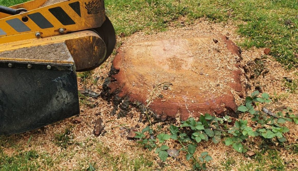 Tree stump grinding at Coopersale, near Epping, Essex. Here we had a mixture of stumps from Cedars to ash trees. The tre...
