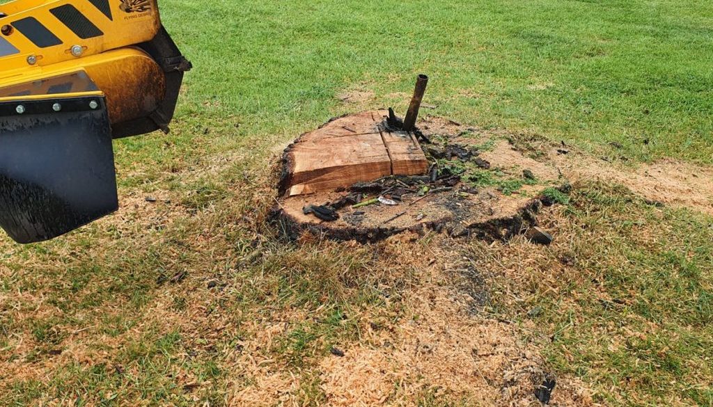 Tree stump grinding at East Hanningfield, near Chelmsford, Essex. This large willow stump had a scaffold pole in the cen...