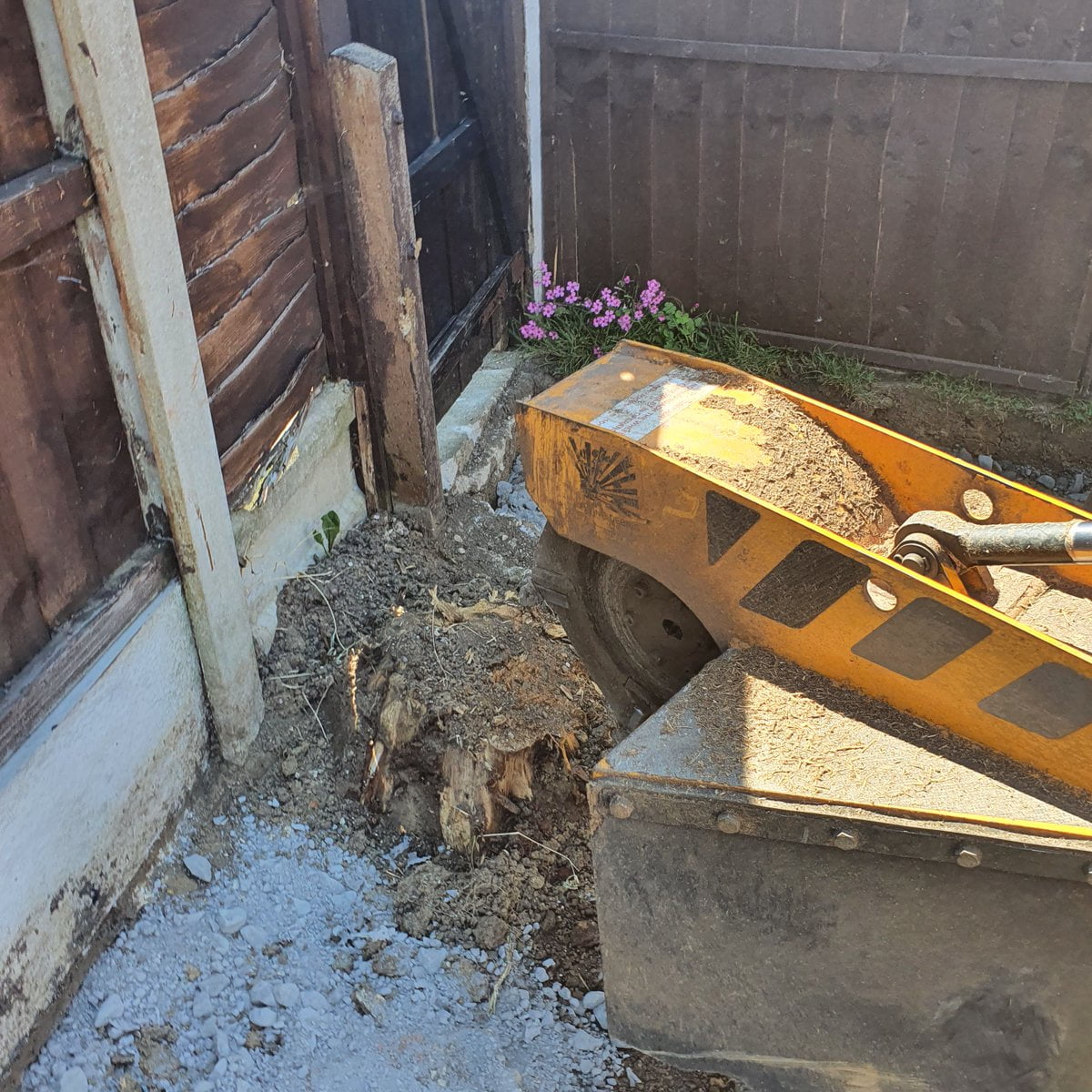 Tree stump grinding various tree stumps near Whepstead, Bury St Edmunds, Suffolk. Here I am removing four conifer tree s...
