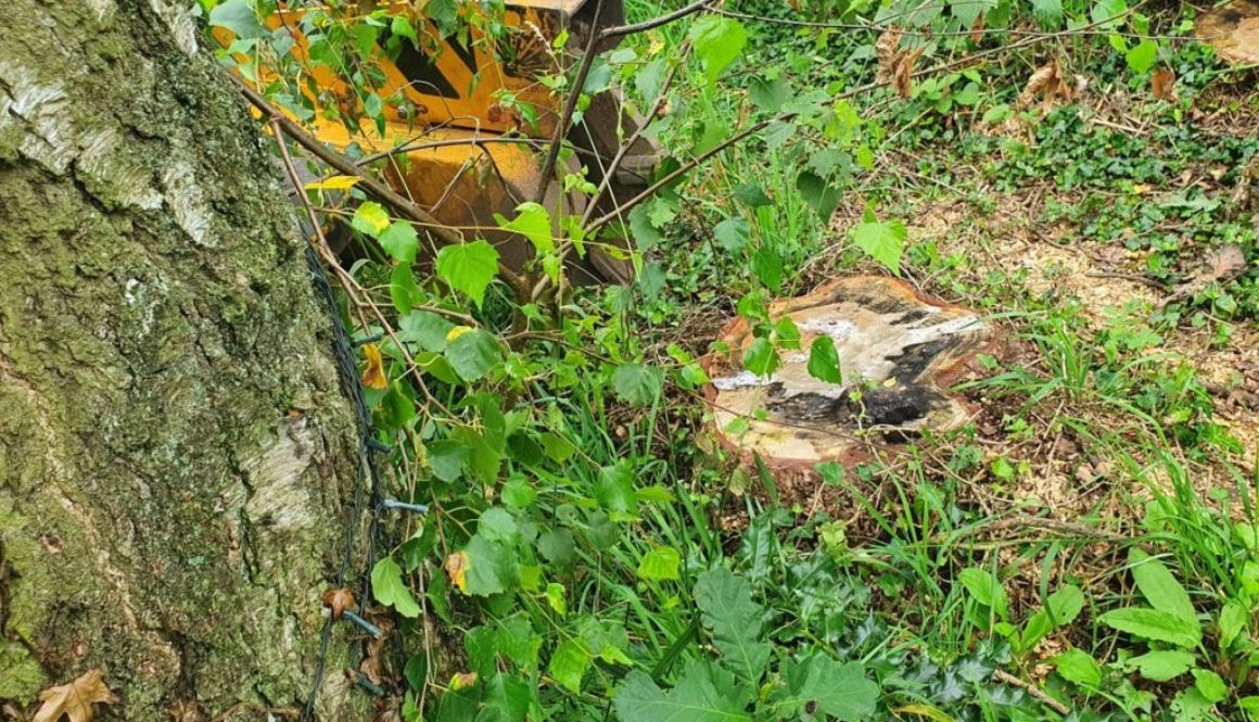 Tree stump grinding in Braintree, Essex. Here I had to remove two Norway Spruce tree stumps. The tree stumps weren't par...